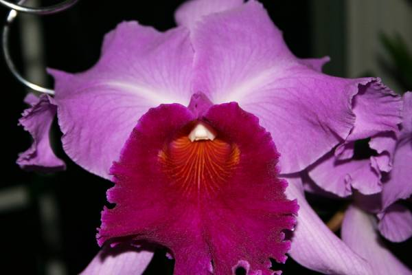 Lc. Eva Robinson 'Ingram'