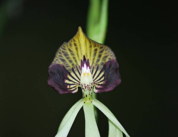 Encyclia Cochleata