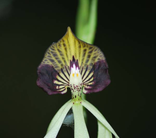 Encyclia Cochleata