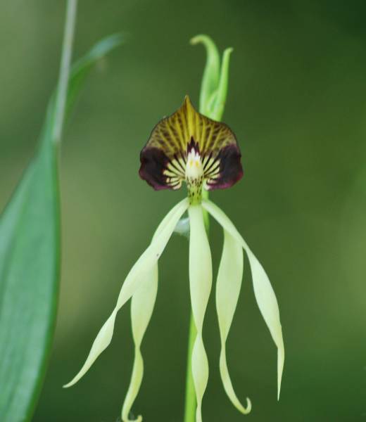 Encyclia Cochleata