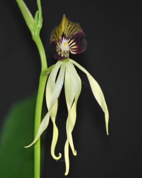 Encyclia Cochleata