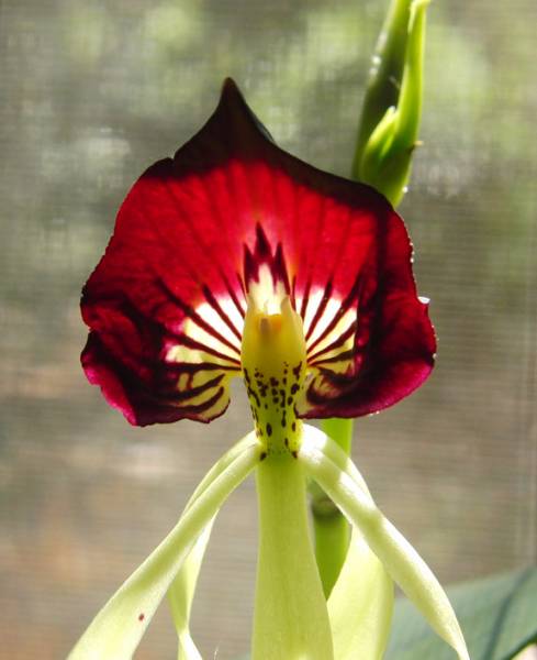 Encyclia Cochleata