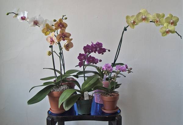 My Phals