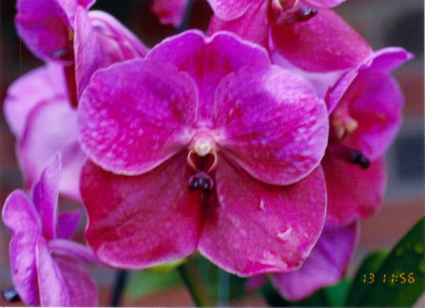 Vanda Fuch's Delight