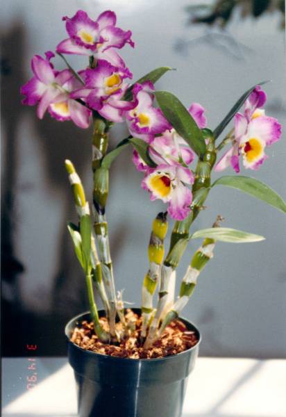 Dendrobium 'Honey Leen'