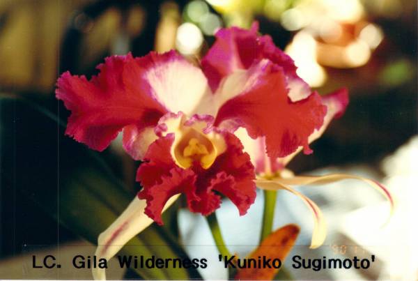 LC Gila Wilderness 'Kuniko Sugimoto&quot;