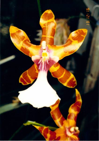 Oncidium Clowesii