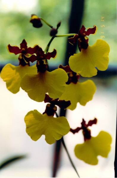 Oncidium Killer Bees