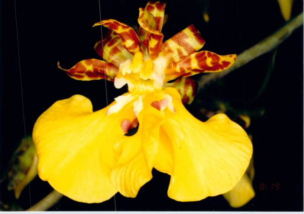 Oncidium splendidum mutant