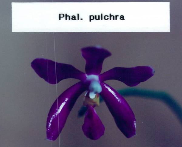 Phal Pulchra