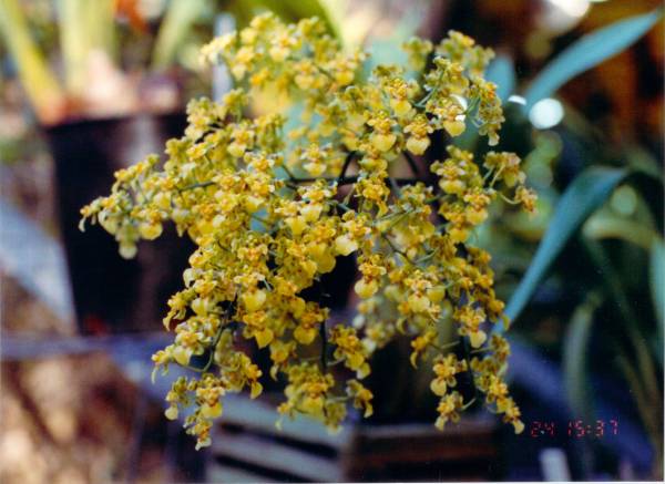 Oncidium trulliferum