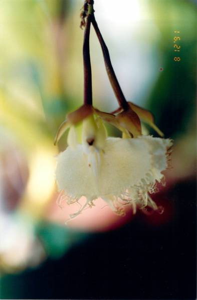 Epidendrum Illense