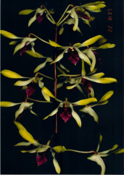 Dendrobium Pixie Princess 'H &amp; R'