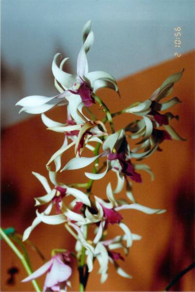 Dendrobium Kalagas