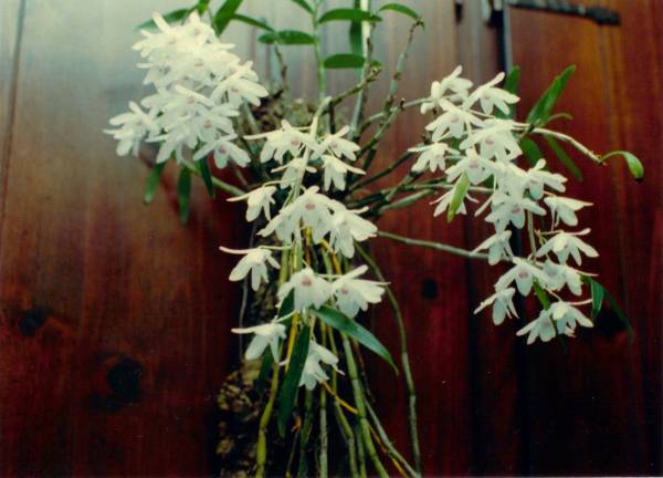 Dendrobium Moniliforme