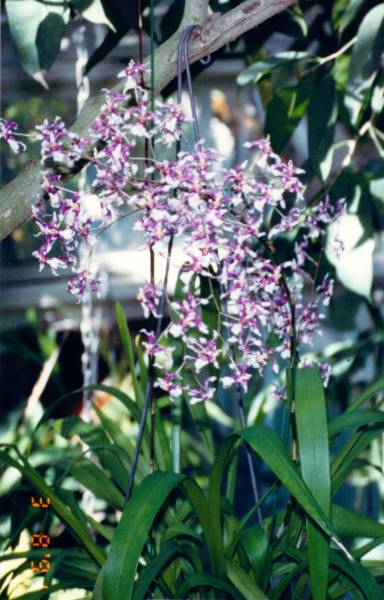 Oncidium incurvum