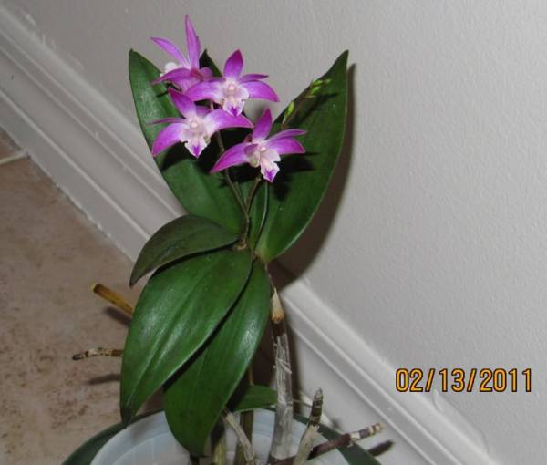 Dendrobium kingianum