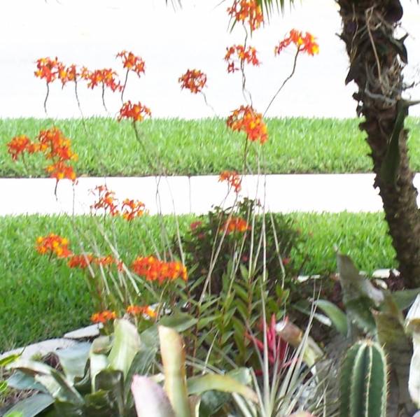 Reed Stem Epidendrum Radicans (I think)