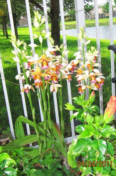 Phaius_Dan_Rosenberg_Tropical_Ice_4