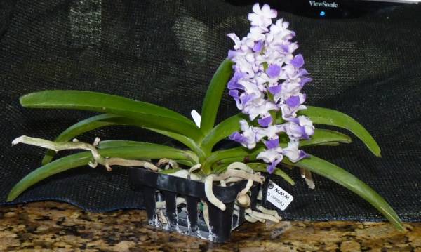 Rhynchostylis coelestis 'Blue'