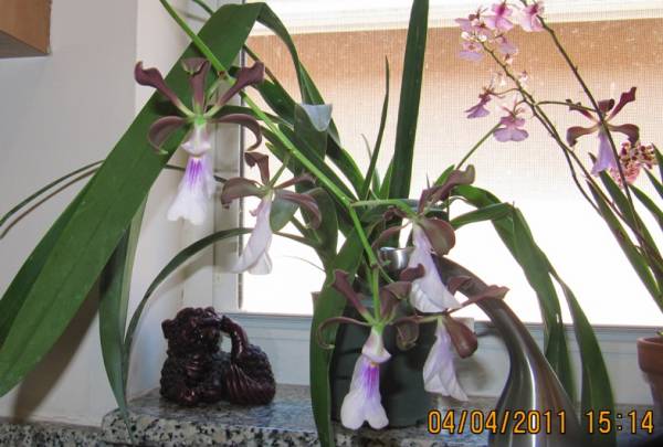 encyclia_cordigera_rosea