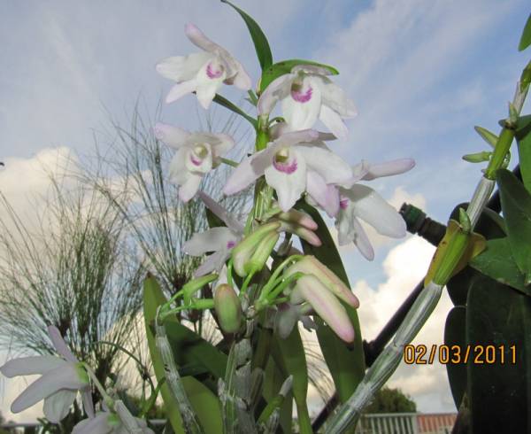 Dendrobium Moniliforme