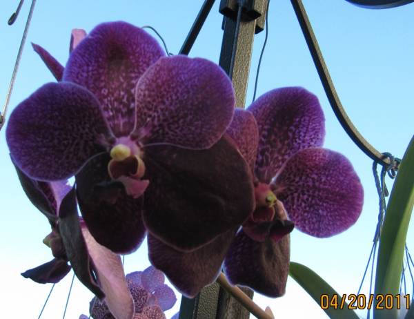 small_vanda