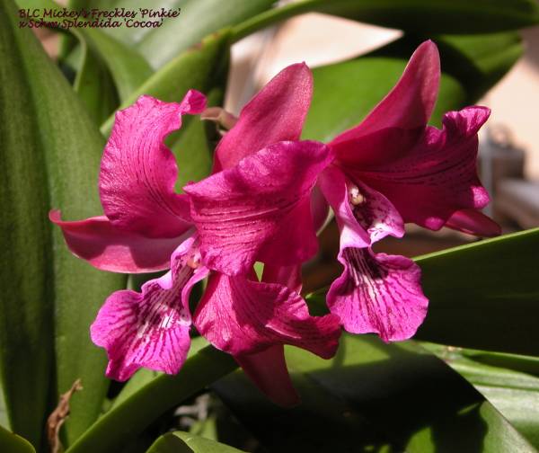 BLC Mickey's Freckles Pinkie