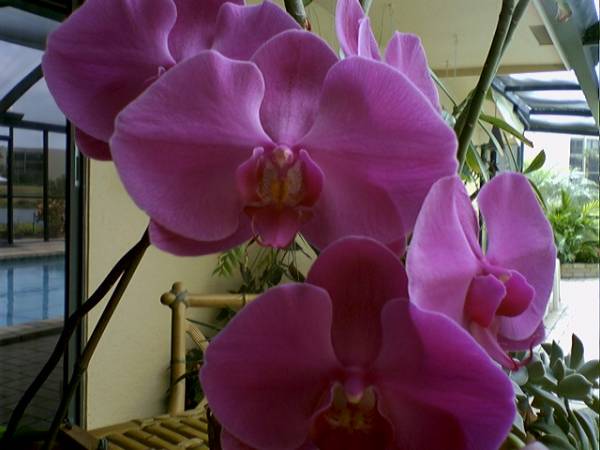 My First Phal 2005