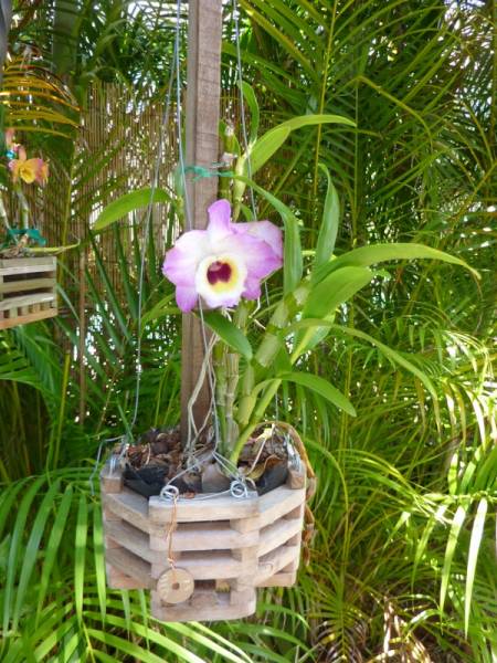 Dendrobiums in bloom