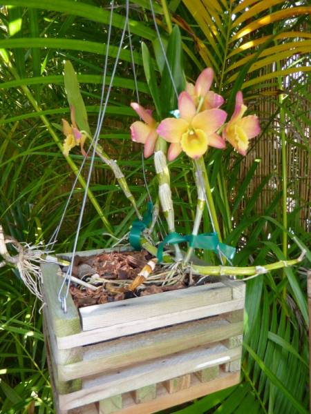 Dendrobiums in bloom