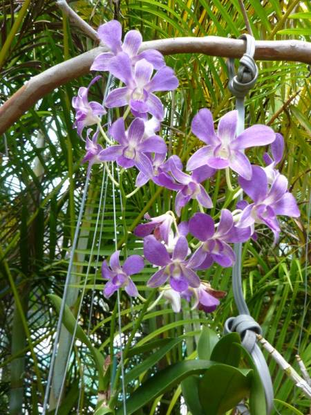 Dendrobiums in bloom