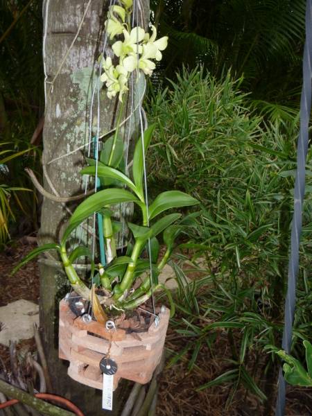 Dendrobiums in bloom