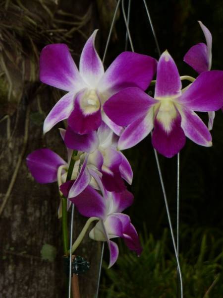 Dendrobiums in bloom