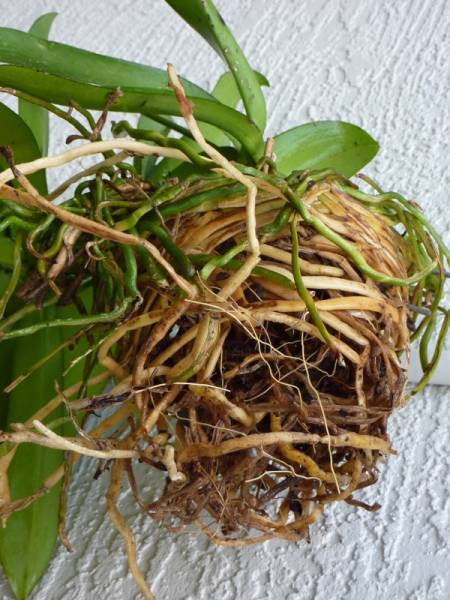 Looking up into root ball