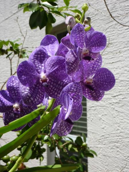 Vanda noid