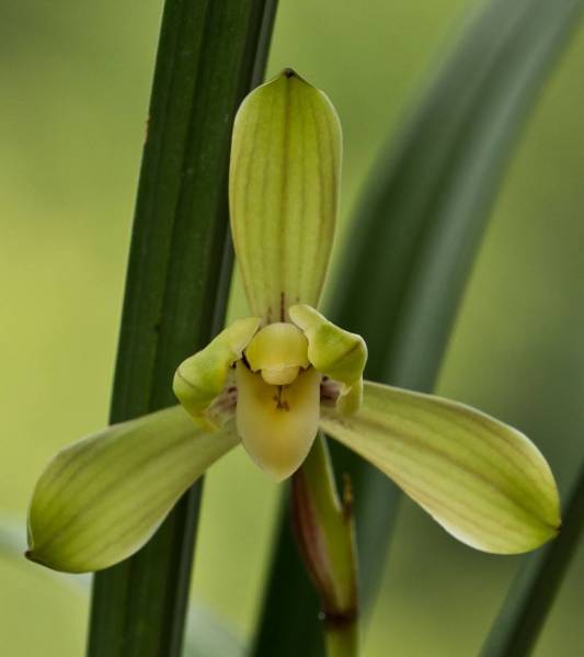 Cymbidium ensifolium