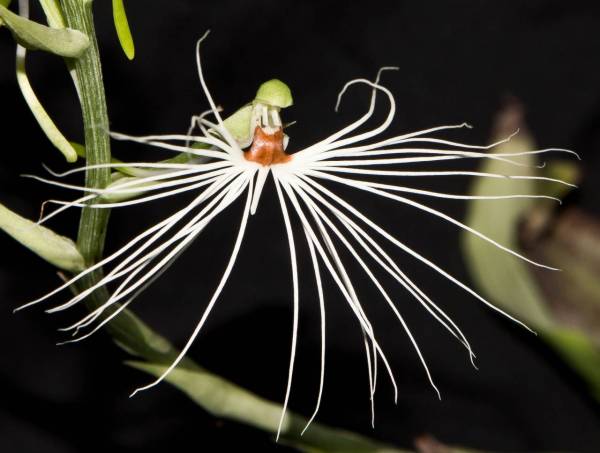 Habenaria medusa