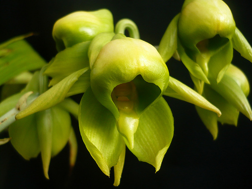 Catasetum_viridiflavum