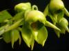 Catasetum_viridiflavum.jpg