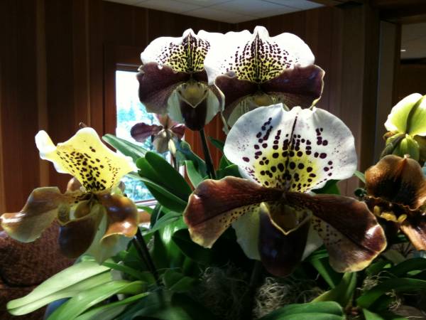 Bulldog Paph