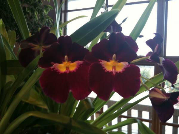 Miltoniopsis