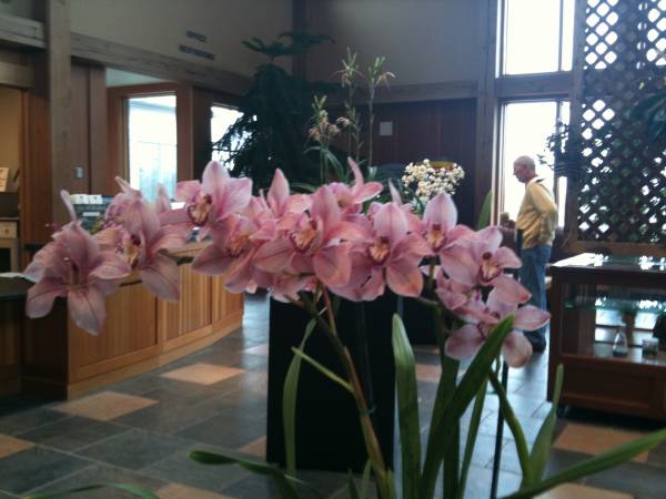 Cymbidium Magic Carpet 'Jem'