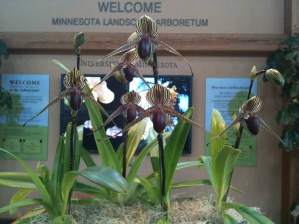 Paph. rothschildianum