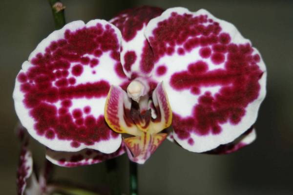 NOID Phal