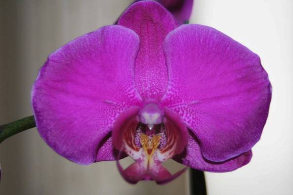 NOID Phal