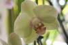 orchids_004r.jpg