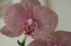 orchids_006r.jpg