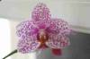 orchids_007r.jpg