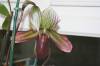 paphiopedilum1.jpg